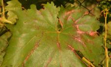 Escorioza viței de vie  Escorioza viței de vie